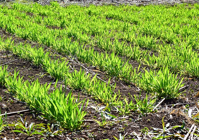 固定種、在来種の写真