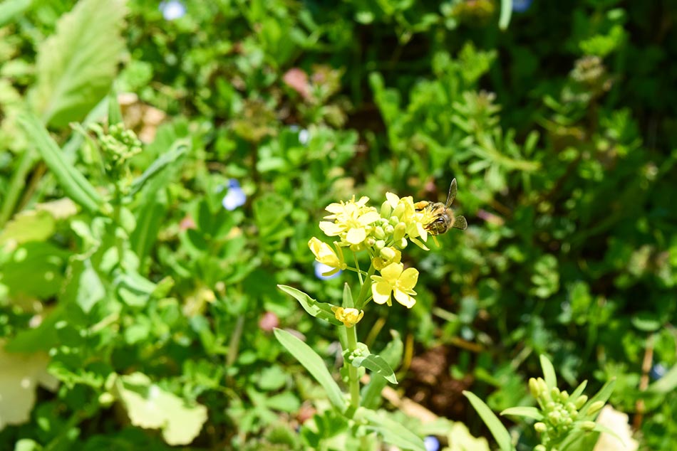YavaS農園に咲いている花の画像
