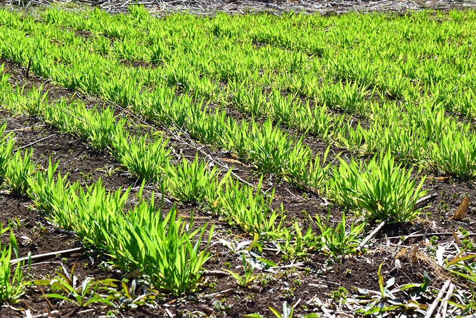 YavaS農園で育てている作物の画像