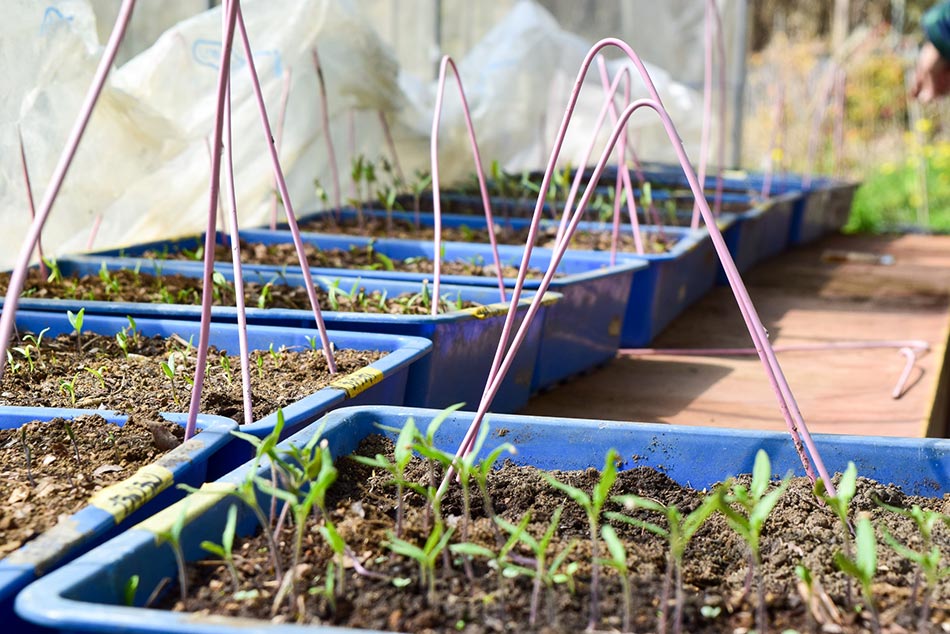 YavaS農園で育てている作物の様子の画像