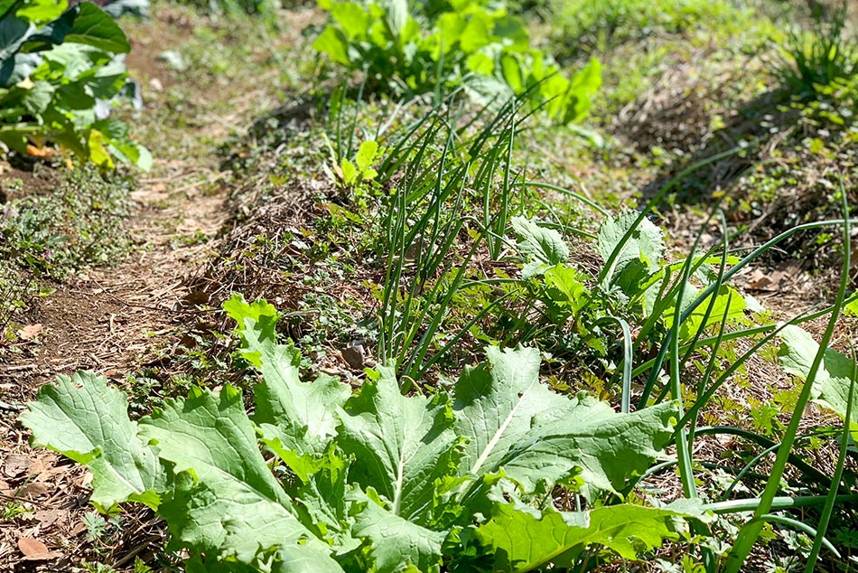 YavaS農園で育てている作物の様子の画像