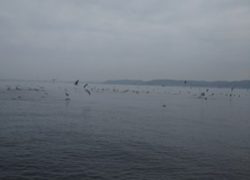 不定期開催！マリーナスタッフ！釣り物語　第１弾