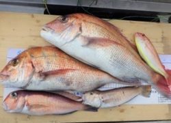 【マリーナブログ】🎣　2019.1.27　最新釣果情報　🎣