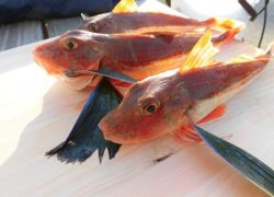 【マリーナブログ】🎣　2019.2.14　最新釣果情報　🎣