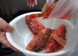 【マリーナブログ】「春の五目釣り大会」ご参加ありがとうございました。