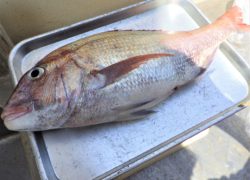【マリーナブログ】「土曜日の真鯛釣り大会」ご参加ありがとうございました。