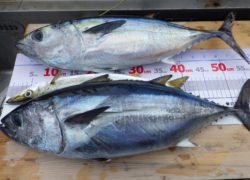 【釣果情報】旬の釣果情報