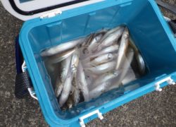 【マリーナブログ】「シロキス釣り大会＆パーティー」ご参加ありがとうございました。