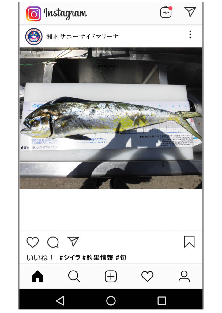 シイラ
