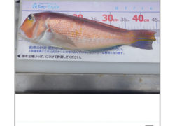 .。o○ 釣果情報 .。o○