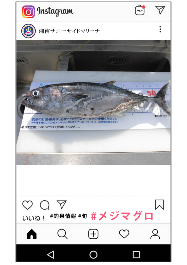 メジマグロ