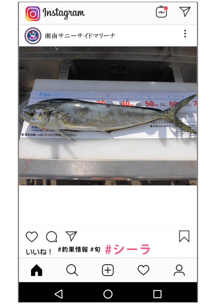 シイラ