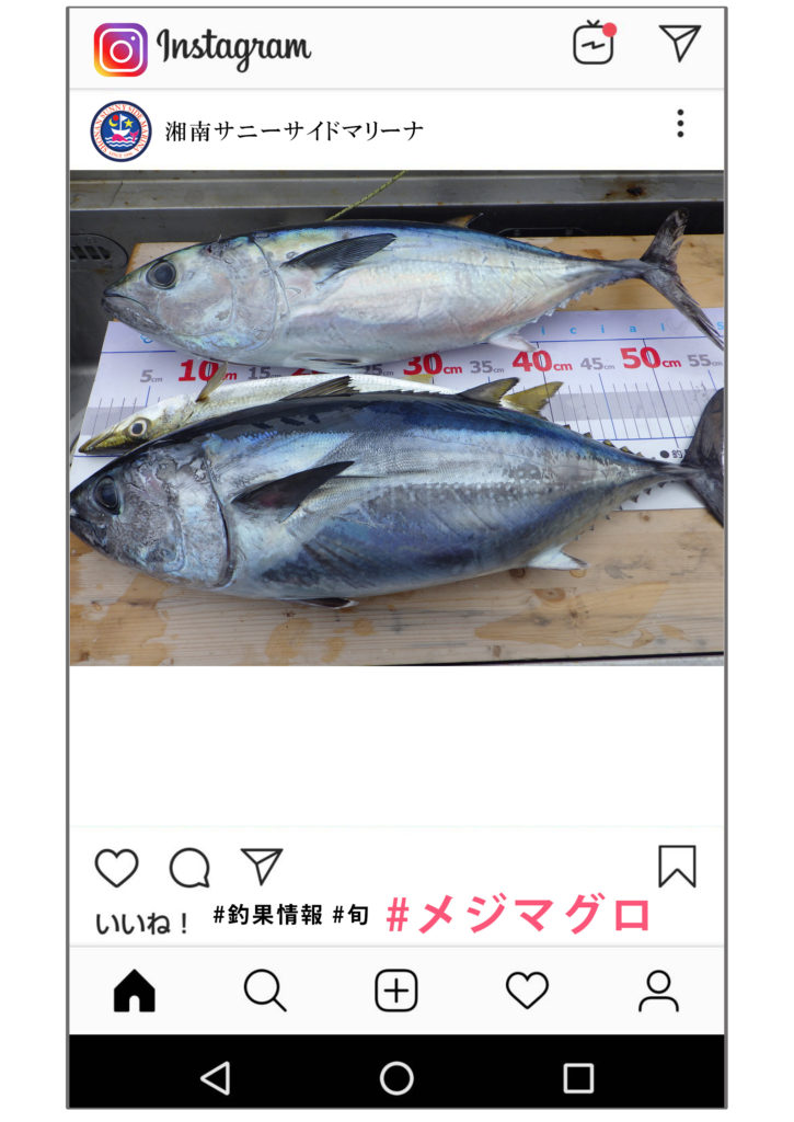 メジマグロ