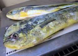 【マリーナブログ】「ゲームフィッシング大会」ご参加ありがとうございました。