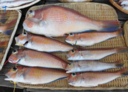 Sea-Style 【Fishing Clubアマダイ釣り大会】が開催されました