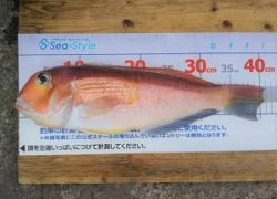 マリーナ最新釣果情報.。o○