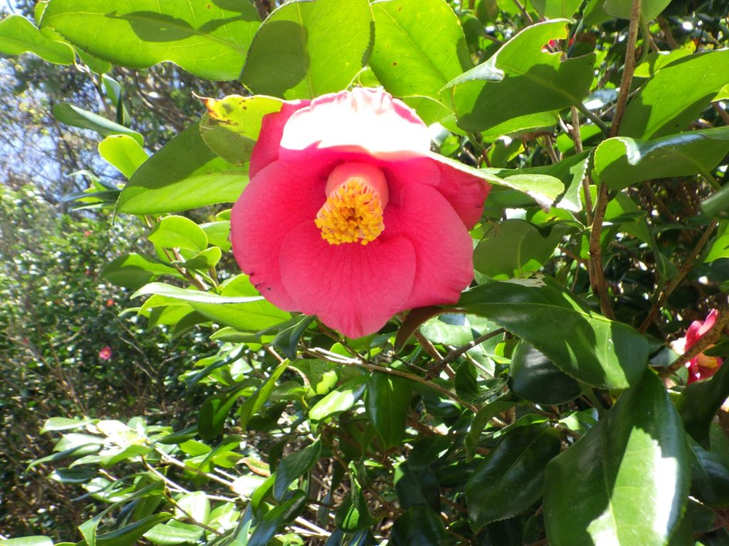 淡島神社　流し雛