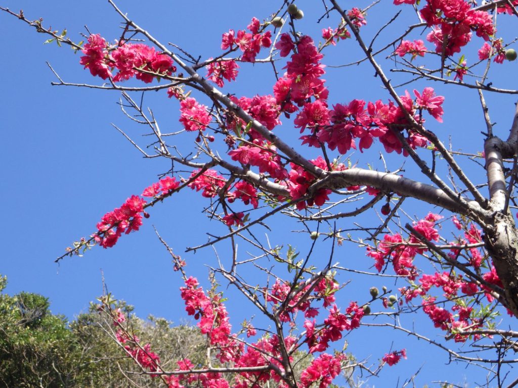 淡島神社　流し雛