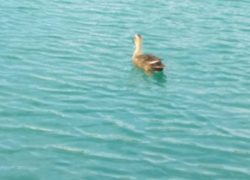 空から来たお客さま。