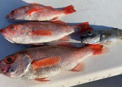 【マリーナBLOG】釣果情報.。o○