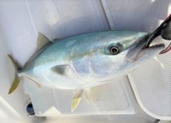 【マリーナBLOG】釣果情報 .。o○