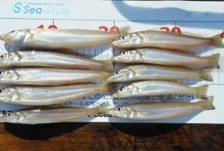 .。o○ 釣果情報 .。o○