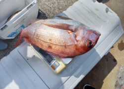 【土曜日の真鯛釣り大会】ご参加ありがとうございました‼