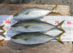 .。o○ 釣果情報 .。o○