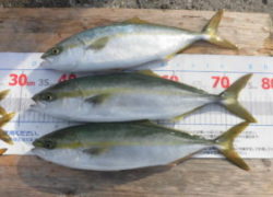 .。o○ 釣果情報 .。o○