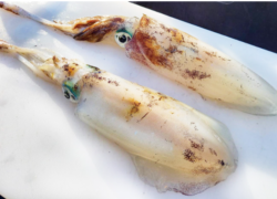 .。o○ 釣果情報 .。o○