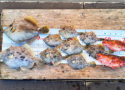 .。o○ 釣果情報 .。o○