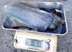 .。o○ 釣果情報 .。o○