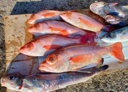 釣果情報／2022年1月