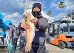 釣果情報／2022年3月