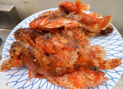 釣果情報／2022年4月