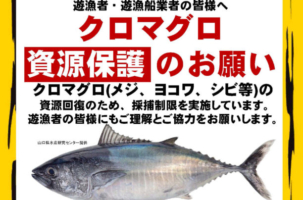 遊漁によるクロマグロ採捕禁止に関するお知らせ