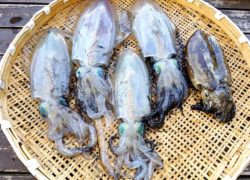 釣果情報／2023年11月