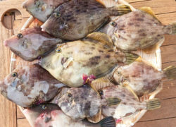 釣果情報／2023年11月