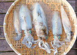 釣果情報／2024年4月