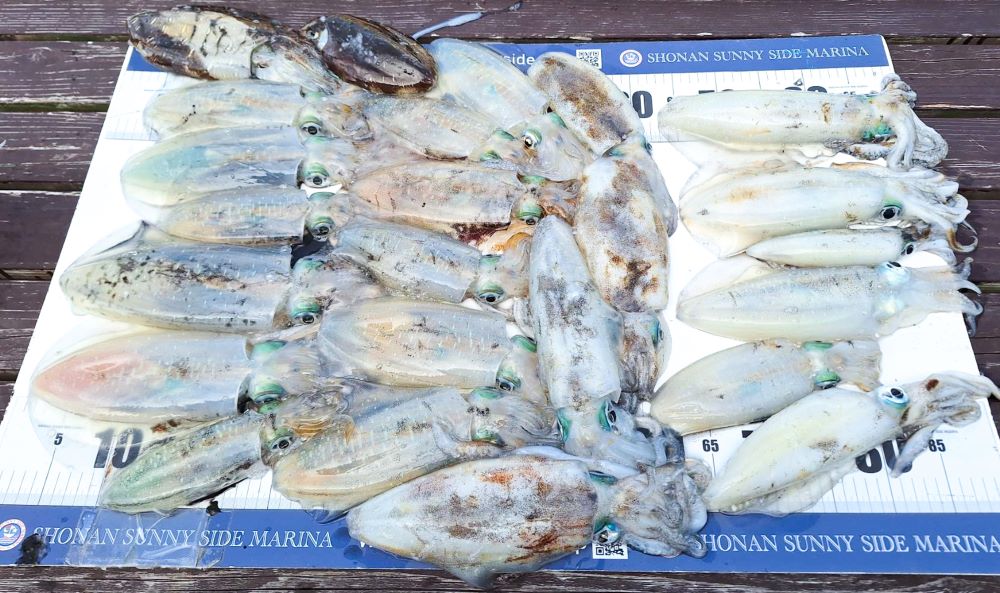 アオリイカを狙え！初心者からベテランまで楽しめる釣りプラン – 湘南