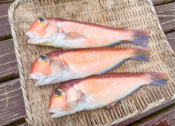 釣果情報／2025年2月