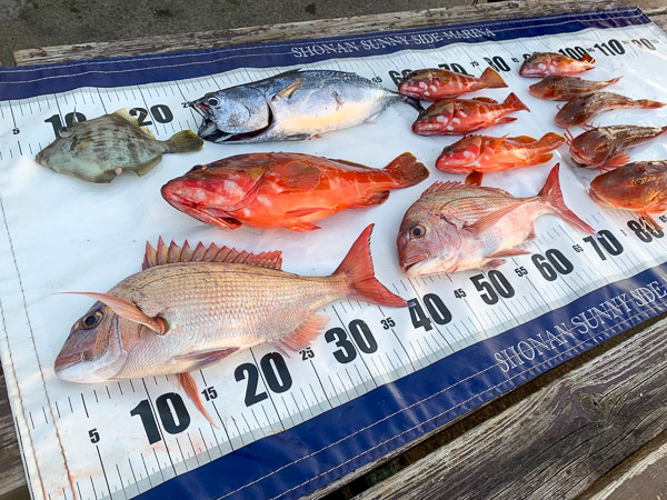 釣果情報/2025年12月