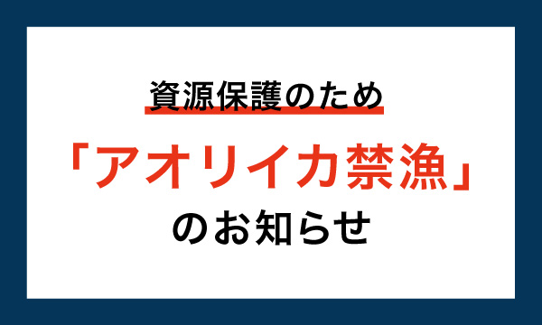 資源保護のため【アオリイカ禁漁】のお知らせ