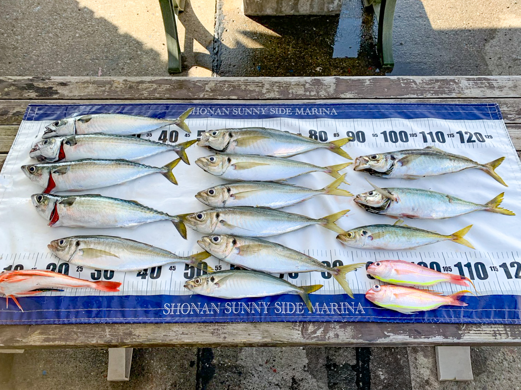 2026.9.13【アジ、サバなど】