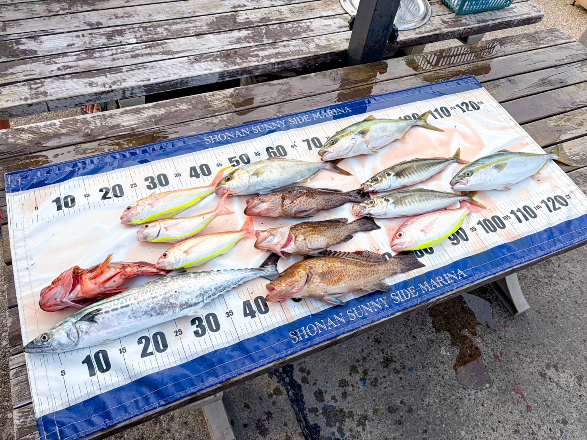 2026.9.25【サワラ、ソコイトヨリ、オオモンハタなど】